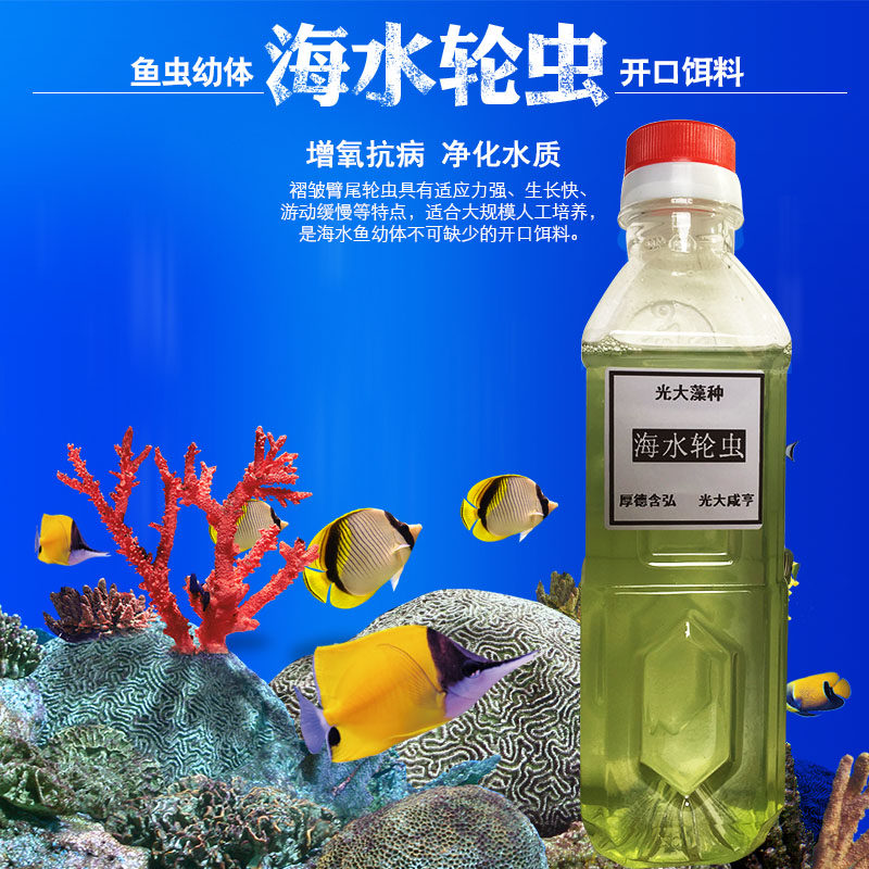 海水轮虫 褶皱臂尾轮虫 活饵 鱼苗开口饵料