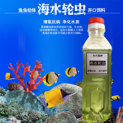 海水轮褶皱尾轮饵料鱼苗