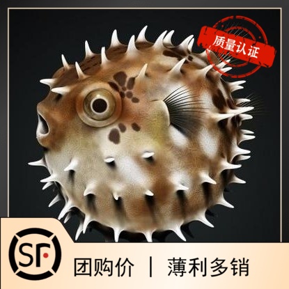 刺豚海水鱼活体珊瑚小丑鱼