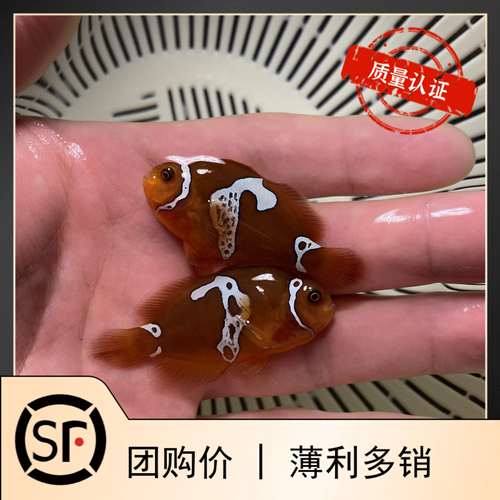 人工闪电透红小丑	小丑鱼海水鱼