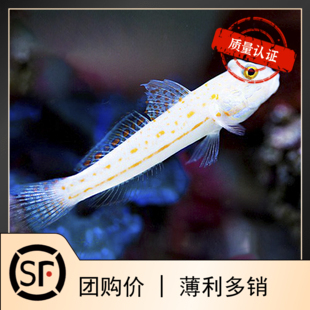 马代翻砂翻沙钻石哨兵虾虎小丑鱼