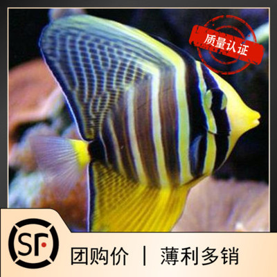 巴东印尼珍珠大帆吊小丑鱼