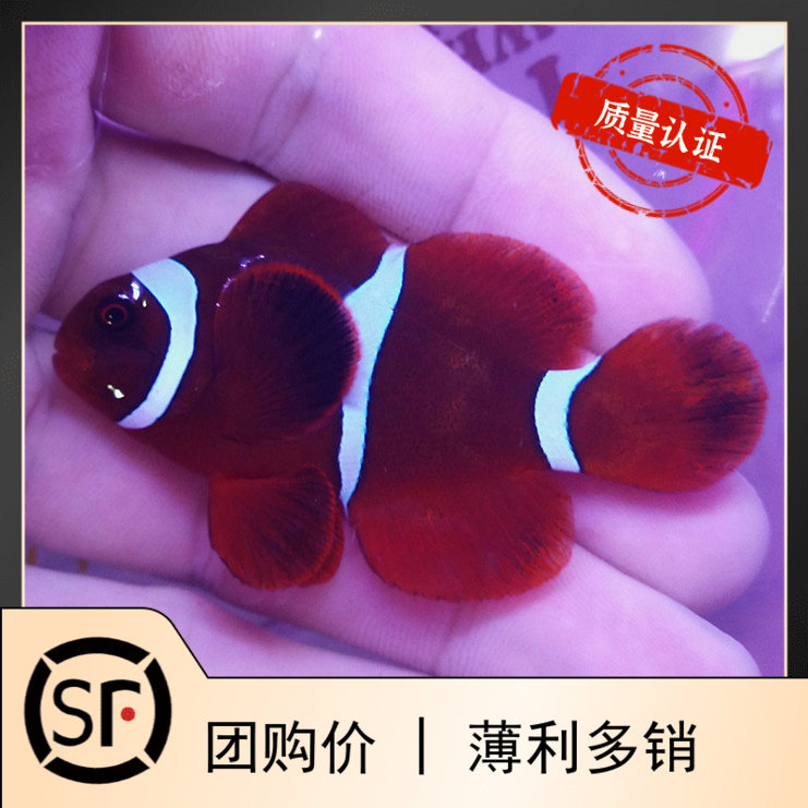 人工闪电金透红小丑鱼 海水鱼活体珊瑚奥黑公子尼莫