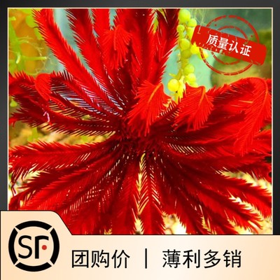 斯里兰卡活体小丑鱼