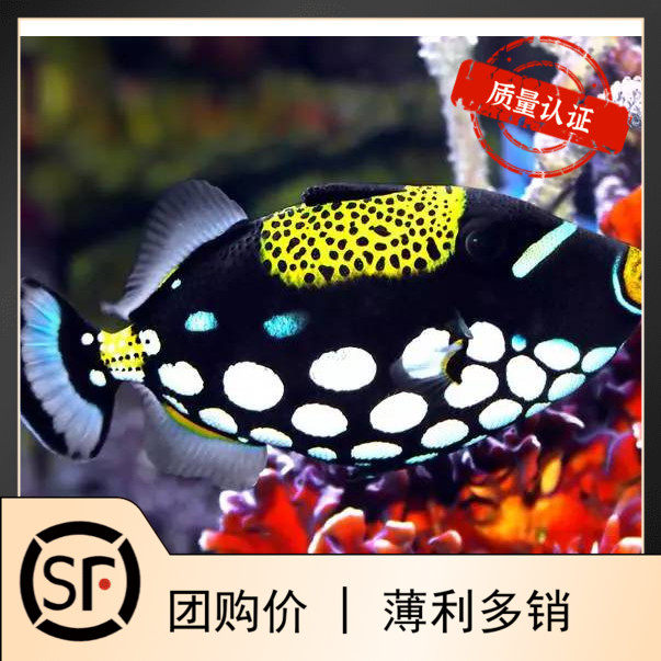 小丑炮弹活体珊瑚魔鬼海水鱼