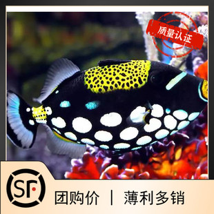小丑炮弹 海水鱼小丑鱼活体珊瑚魔鬼炮弹