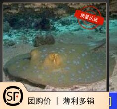 蓝点黄金吊活体珊瑚海水鱼图片