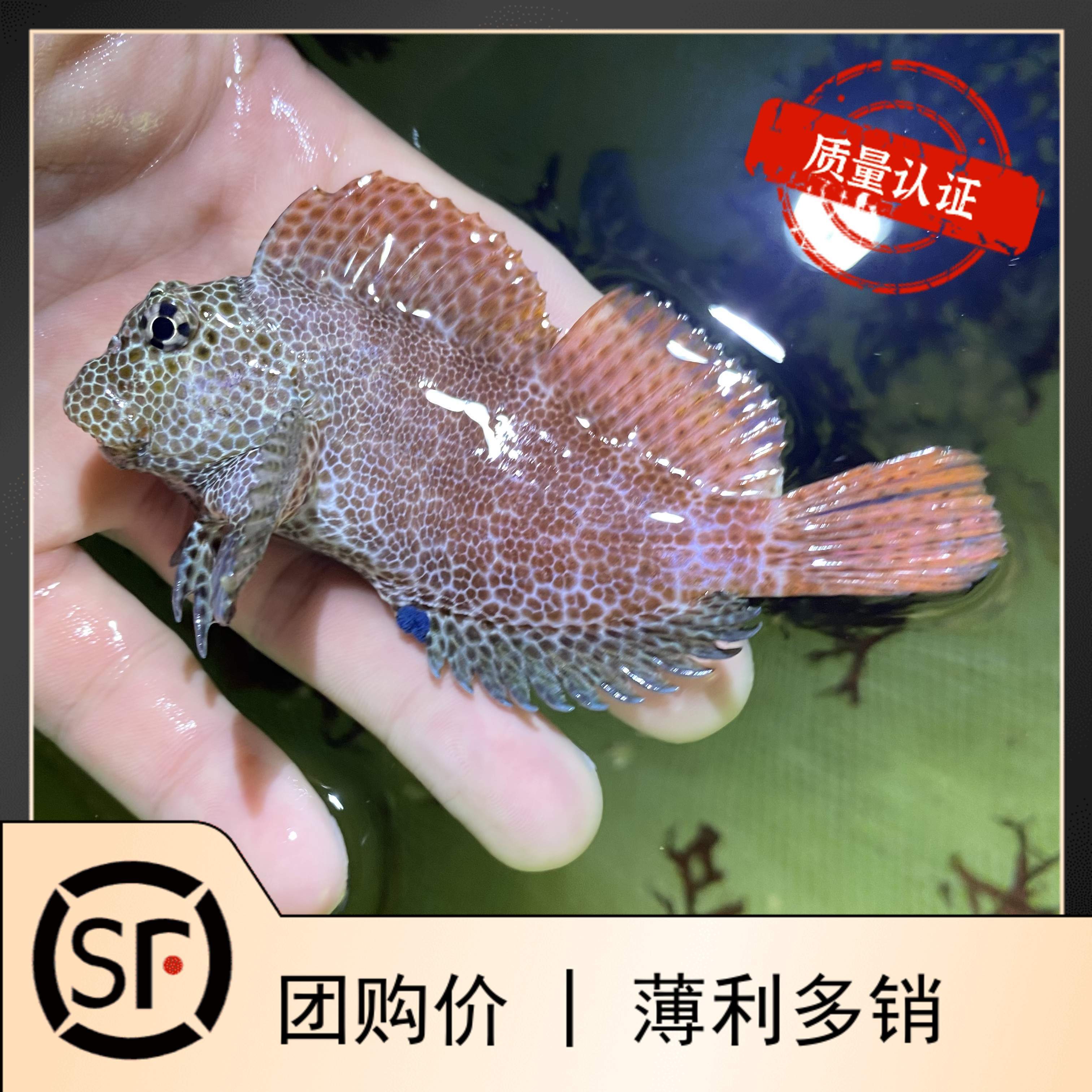 豹纹西瓜刨巴士海水鱼观赏鱼