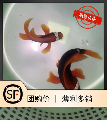 繁殖产卵双带番茄红小丑鱼小丑鱼鱼