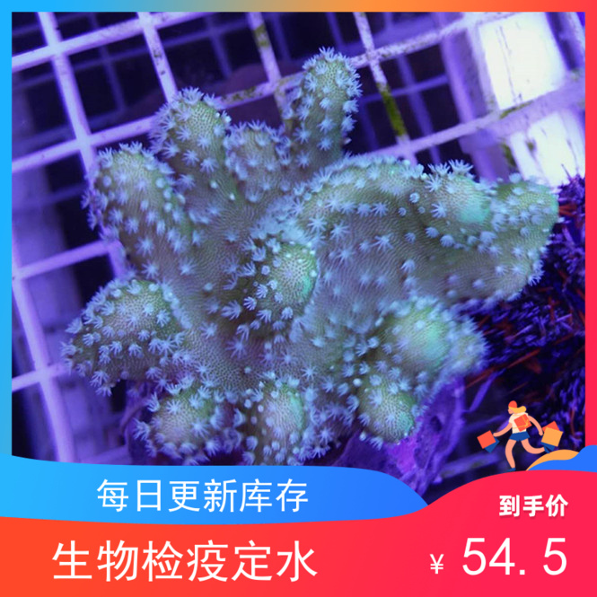 花环皮革活体海水鱼观赏鱼海葵lps软体珊瑚活体 深圳文远水族 淘优券 花环皮革活体海水鱼观赏鱼海葵lps软体珊瑚活体 深圳文远水族 淘优券