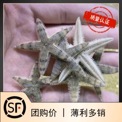 迷你活体珊瑚黎明海水鱼