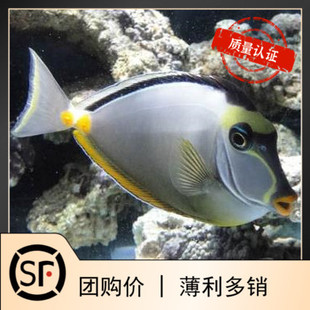 天狗吊 吊类出藻海水鱼观赏鱼金毛吊活体珊瑚小丑鱼