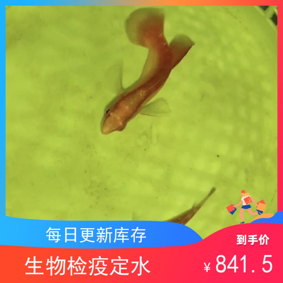 海水小丑鱼淘宝天猫优惠券大全 品牌精品汇聚 价格大全移动版第4页 最宠网