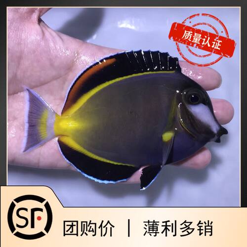 七彩吊五彩吊倒吊类海水鱼
