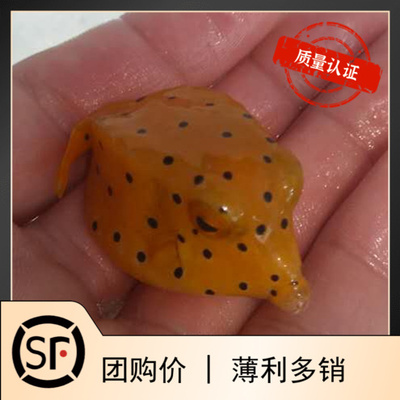 黄木瓜牛角黑金小丑鱼