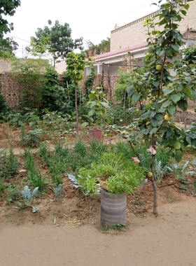 新款快手抖音主播拍段子视频背景布农村土砖老旧房子菜园立体277