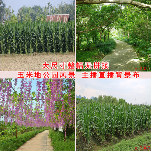 主播直播背景布农村玉米田地3d