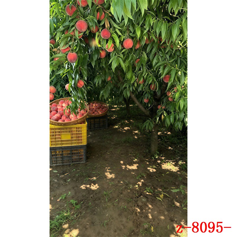 水蜜桃子果园直播带货背景布
