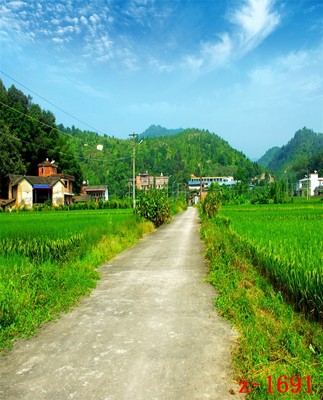 主播直播背景布农村稻田麦地山区村庄小镇风景田间小路直播挂布3d