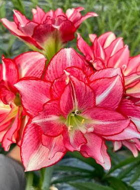 【现货】安瑞雅 澳朱 自然球基地球国内繁殖 朱顶红种球