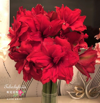 阿玛兰迪/安陌荷兰朱顶红种球