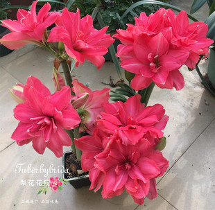 【现货】糖果仙女 荷兰进口朱顶红种球 多年生