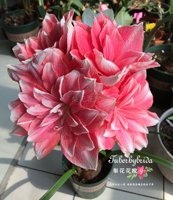 双梦梨花花院进口朱顶红