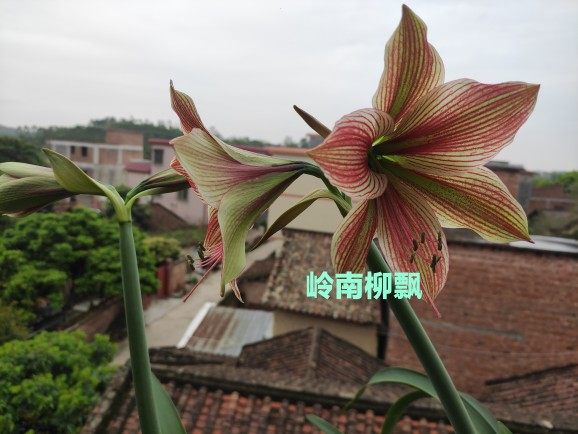 异域之星,条纹朱顶红,广东发货带根叶包对版