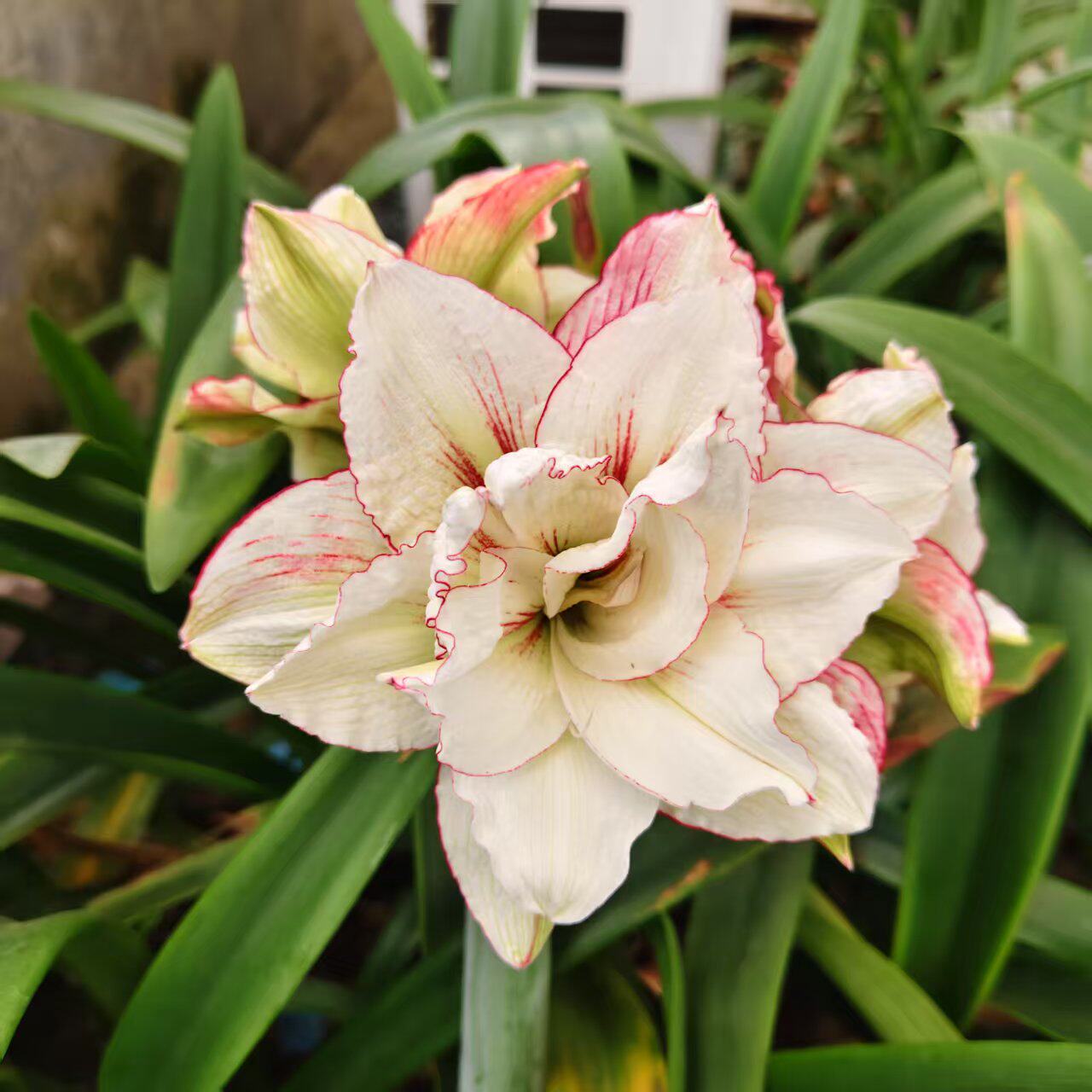 朱顶红安吉拉、救世主、安瑞雅、花瓣衬裙已开花对版满38元包邮