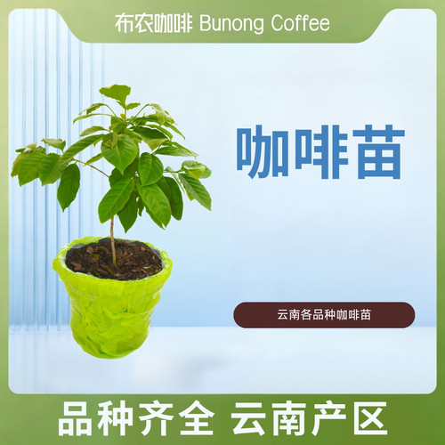咖啡苗咖啡树瑰夏铁皮卡云南小粒咖啡鲜果盆栽庭院园林树苗