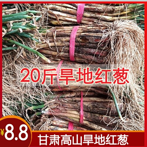 甘肃陇南宁夏红葱红头葱种陕北大葱10斤老葱根对葱红皮红根小葱种