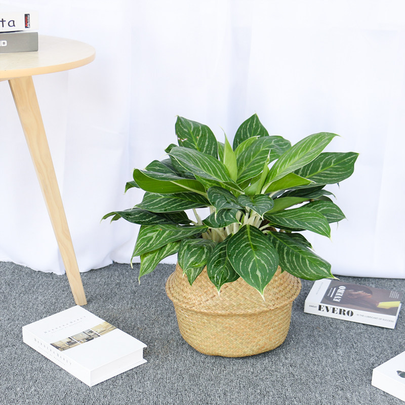 南宁木之意绿植白雪公主万年青盆栽耐阴荫生好养的花四季常青南方