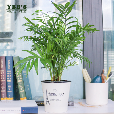 迷你袖珍椰子树苗盆栽水培盆景带花盆绿色办公桌面绿净化空气包邮
