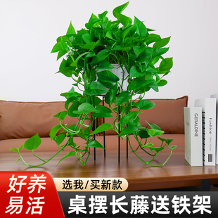 绿萝植物室内绿箩盆栽桌面摆放盆栽绿萝长藤款 办公室好养