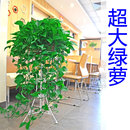 绿萝盆栽室内绿植超大绿箩长藤净化空气植物客厅垂吊新房