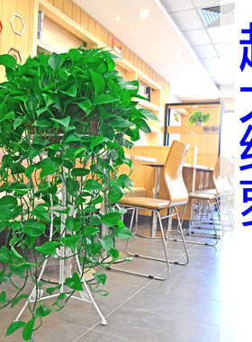 绿萝盆栽室内绿植超大绿箩长藤净化空气植物客厅垂吊新房