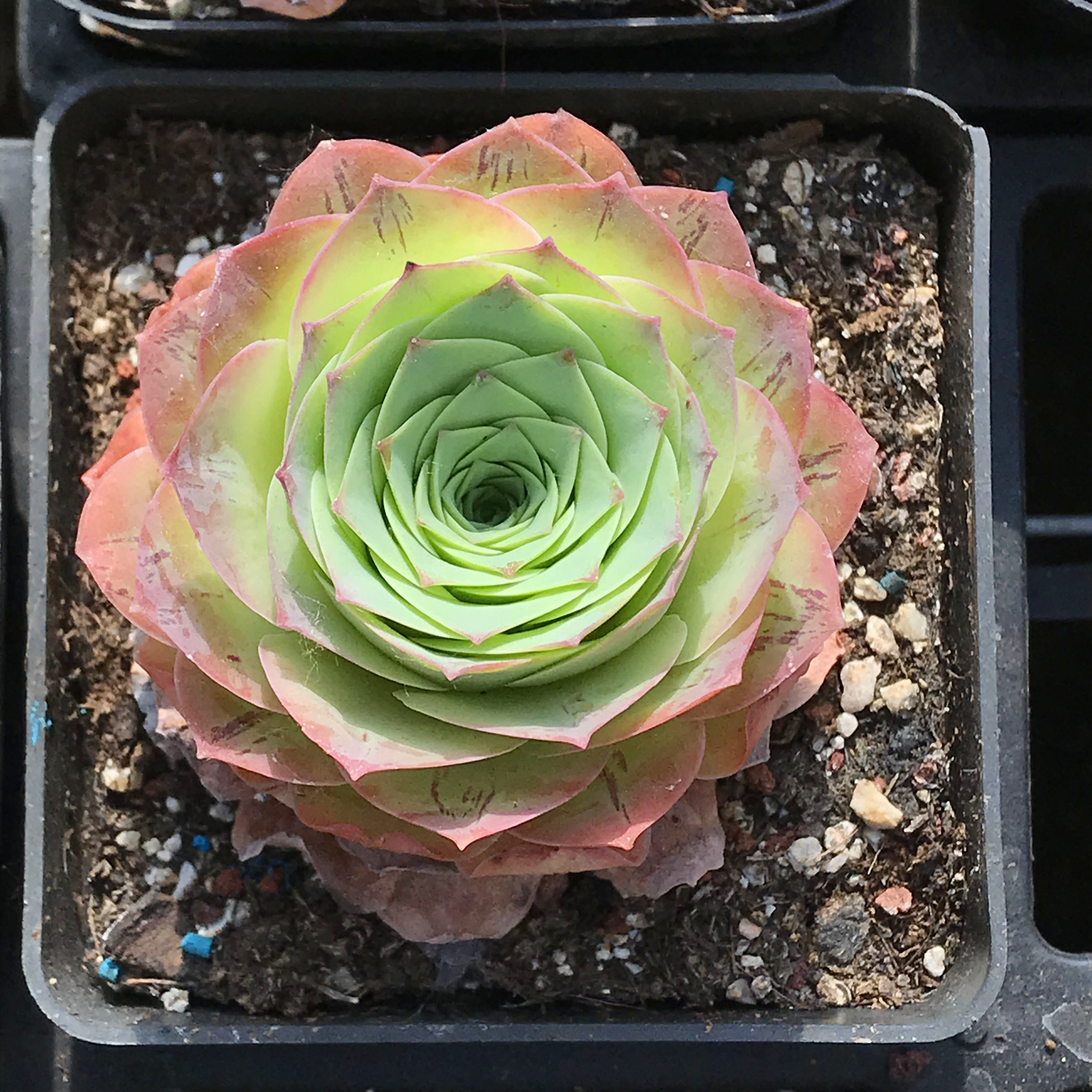 黄金帕尔马山地玫瑰多肉植物稀有物种玫瑰品种收集控西班牙原产地