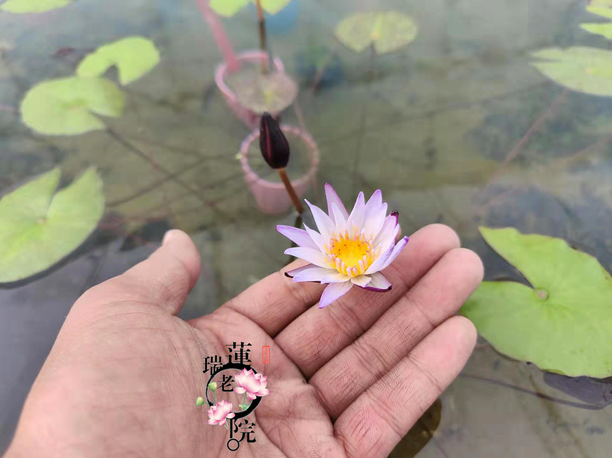 迷你花卉微型睡莲 黑美人带苞发货盆栽温度够可四季开放有香味