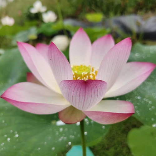 微小型碗莲种藕小荷花楼顶阳台庭院露台盆栽种藕根茎花卉