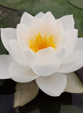 进口名贵精品耐寒睡莲根茎苗水生植物花卉白色 品种 暹罗茉莉