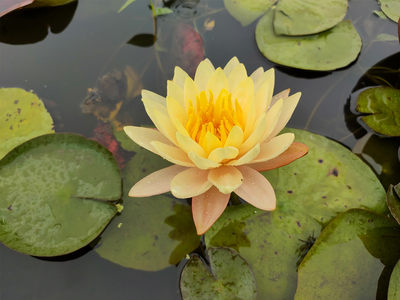 黄色睡莲植物庭院花期长根块