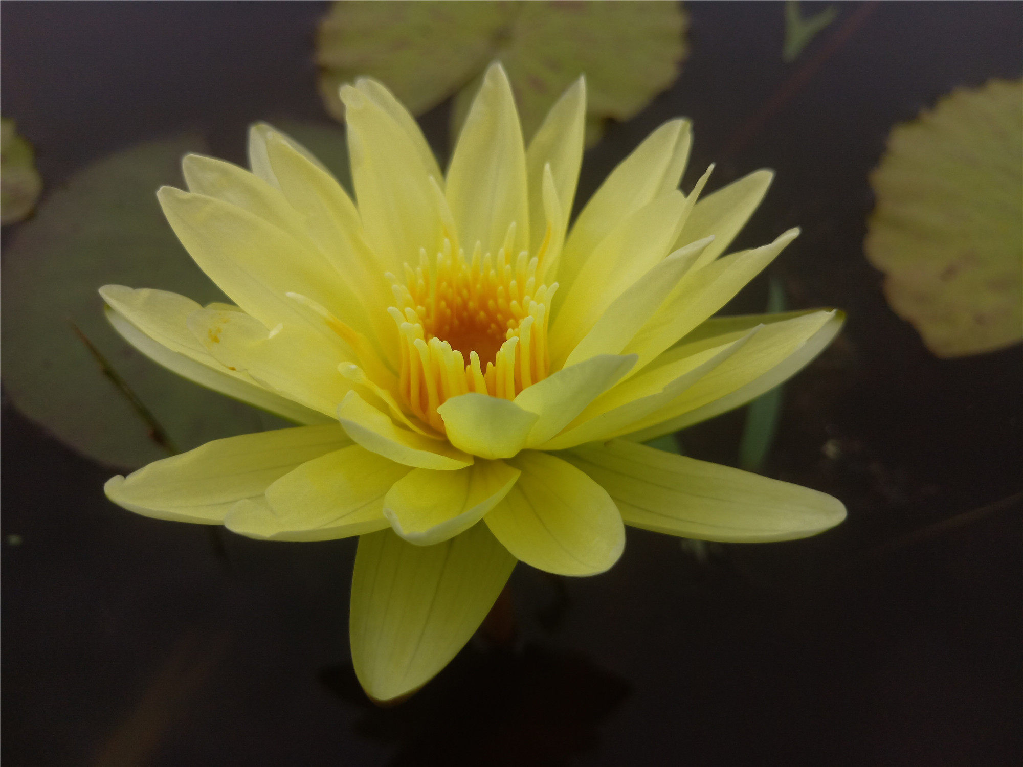 九品香水莲花苗—黄金国—热带睡莲品种苗带花苞发货香味浓可泡茶