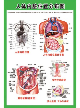 宣传结构图系统示意图医学解剖人体器官挂图海报心脏内脏医院人体