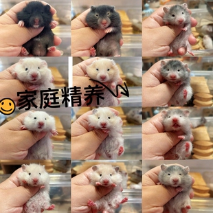 金丝熊仓鼠长直毛长卷毛黑波利黑熊白熊米熊蜜波利肉桂波利眼圈熊