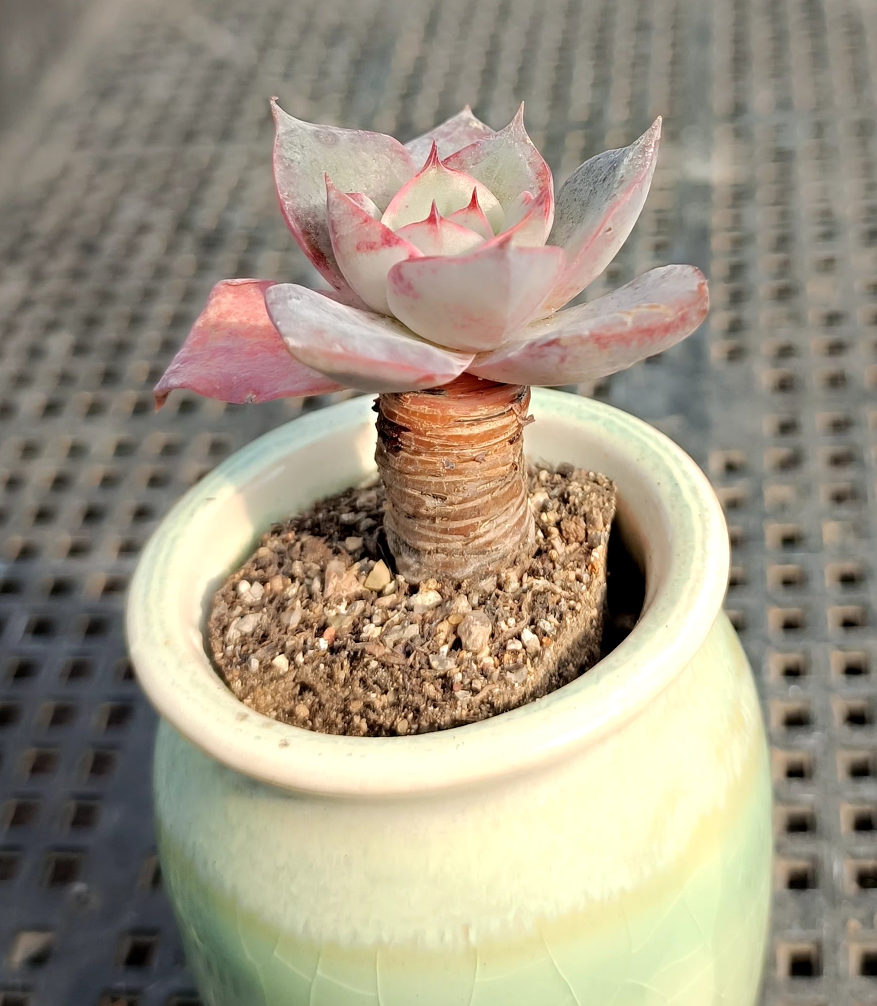 拇指盆多肉超小迷你植物老桩盆景微观型素材一物一拍34朱砂痣红豆