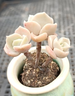 多肉袖珍盆景素材老桩一物一拍04迷你礼品小玻璃瓶拇指盆植物微观