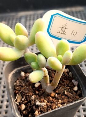 特价精品特玉莲摩羯座黄金花月红灵魂白月光老桩多肉一物一拍1011