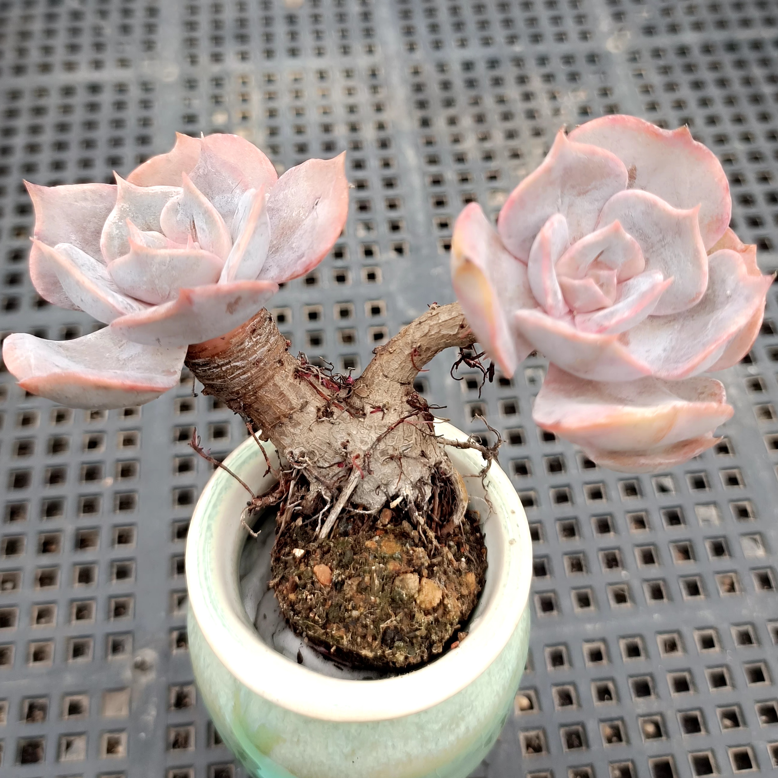 多肉袖珍盆景素材老桩一物一拍02迷你礼品小玻璃瓶拇指盆植物微观