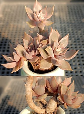 精品拇指盆多肉植物一物一拍5-6迷你可拼盆火祭碧桃西施黄金雨
