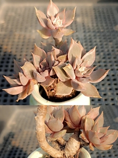 精品拇指盆多肉植物一物一拍5-6迷你可拼盆火祭碧桃西施黄金雨